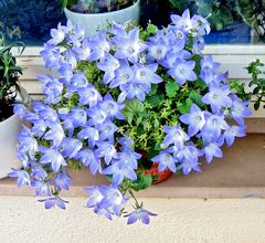 Campanula