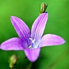 Campanula