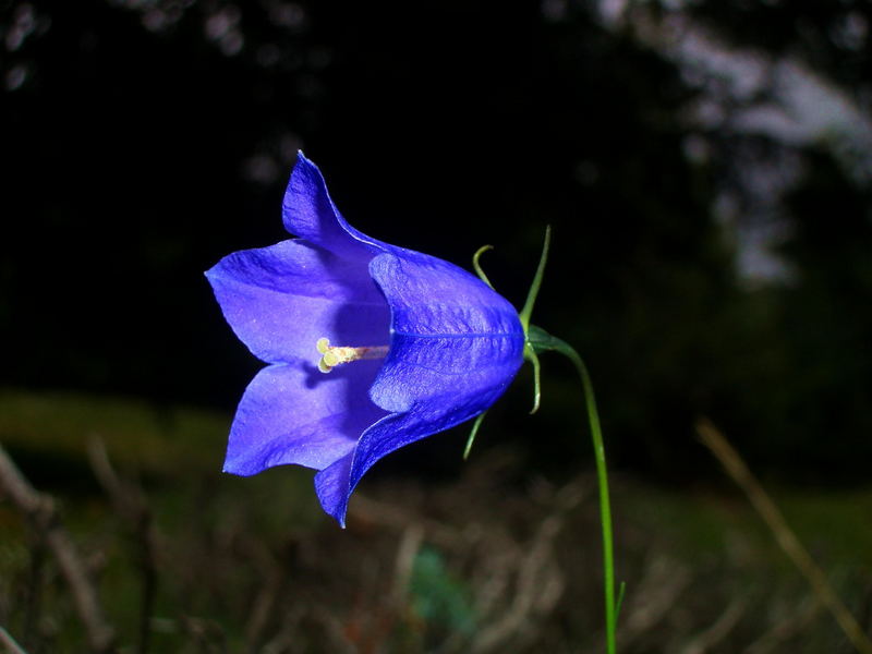 Campanula