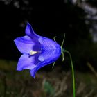 Campanula