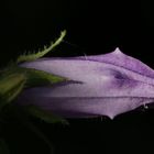 Campanula