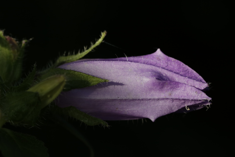 Campanula