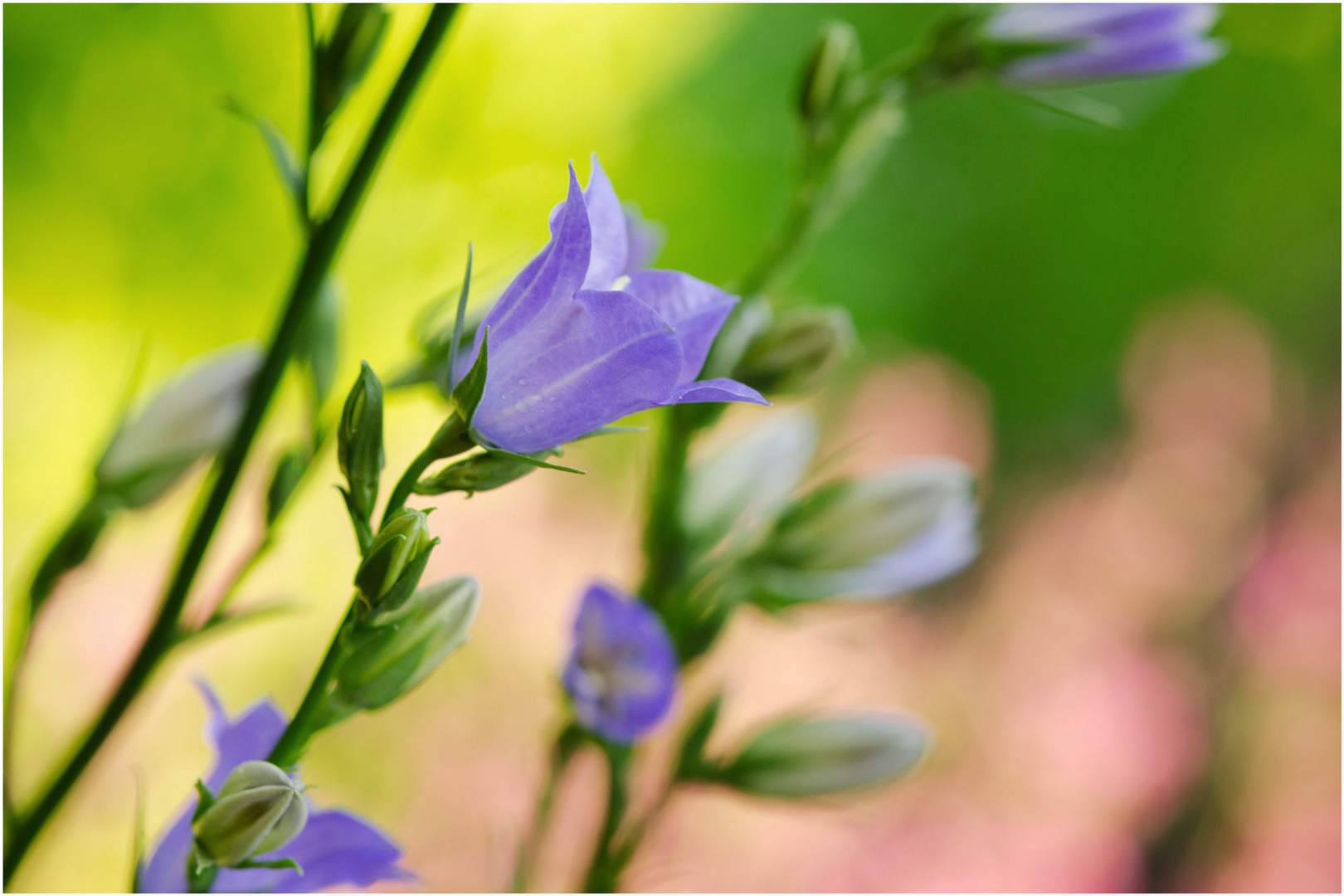 Campanula # 2