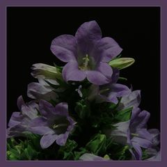 Campanula