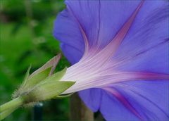 Campanula 4   