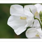 Campanula