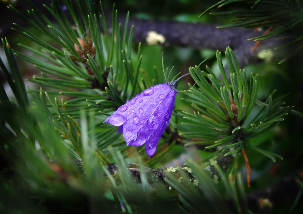 Campanula