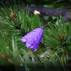 Campanula