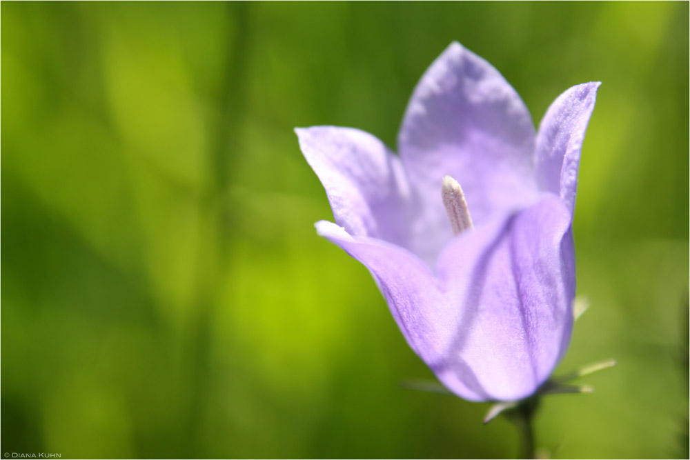 Campanula*