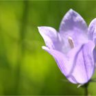 Campanula*