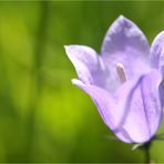 Campanula*
