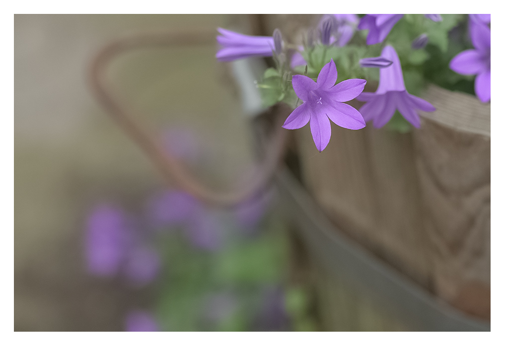 CAMPANULA