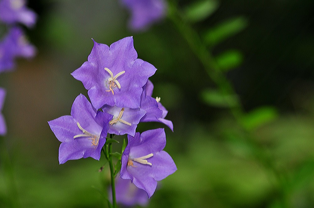 Campanula Foto & Bild pflanzen, pilze & flechten, blüten