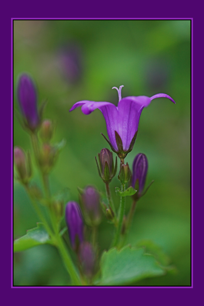 Campanula