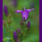 Campanula