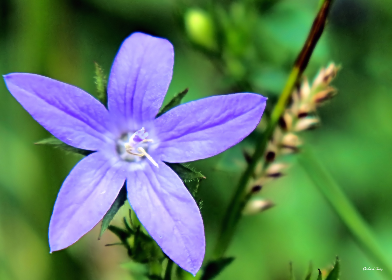 Campanula 