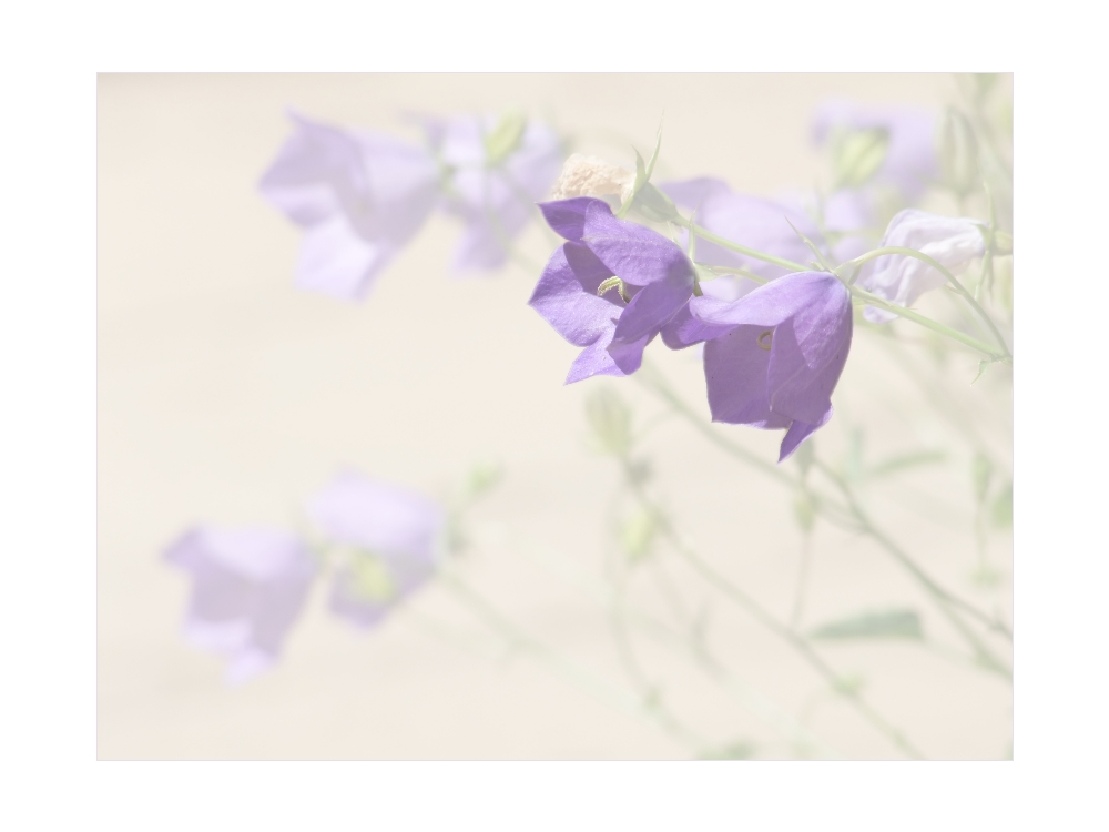 Campanula