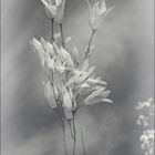 Campanula