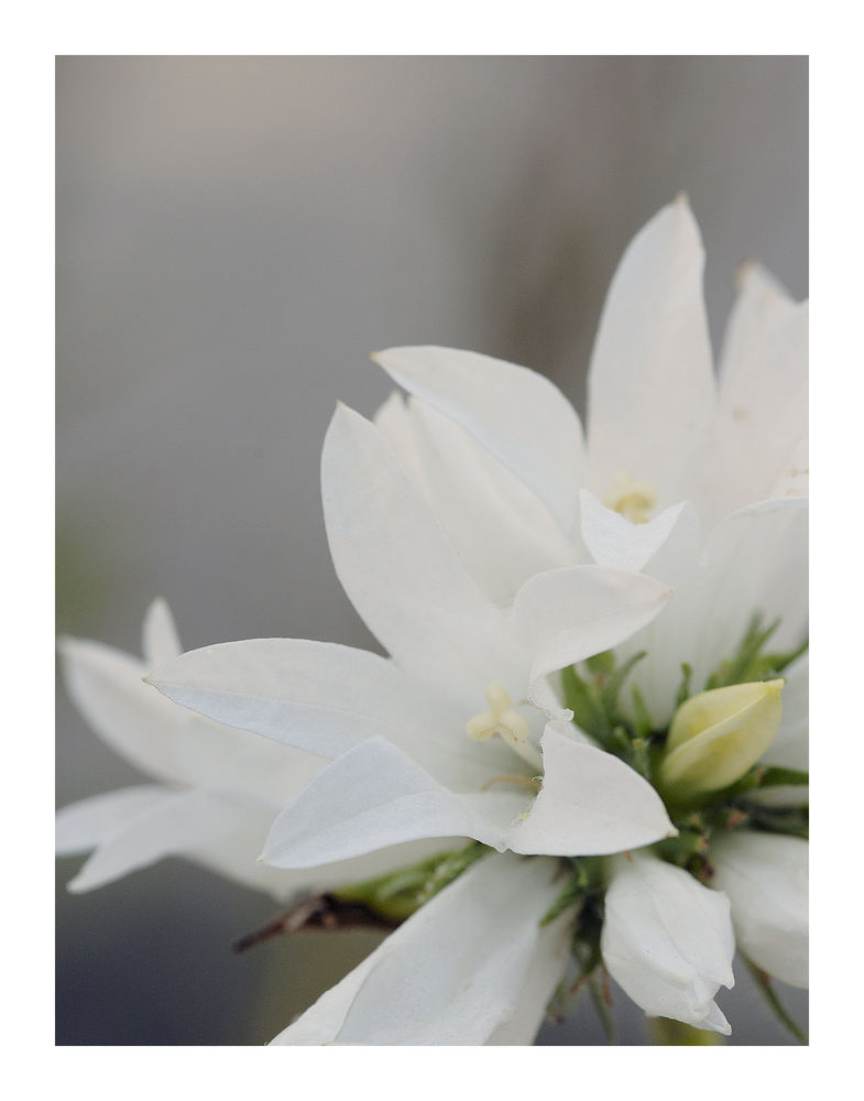 Campanula