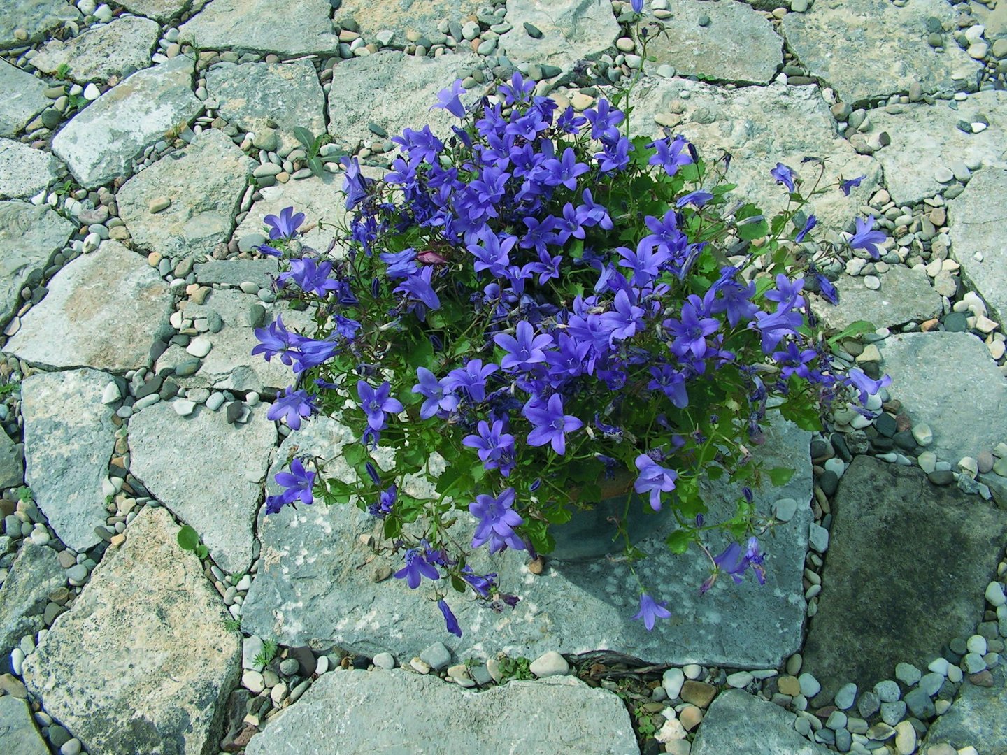 Campanula auf irritierendem Steinpflaster