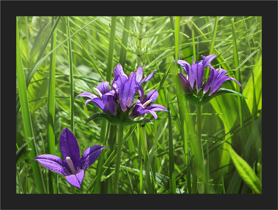 Campanula