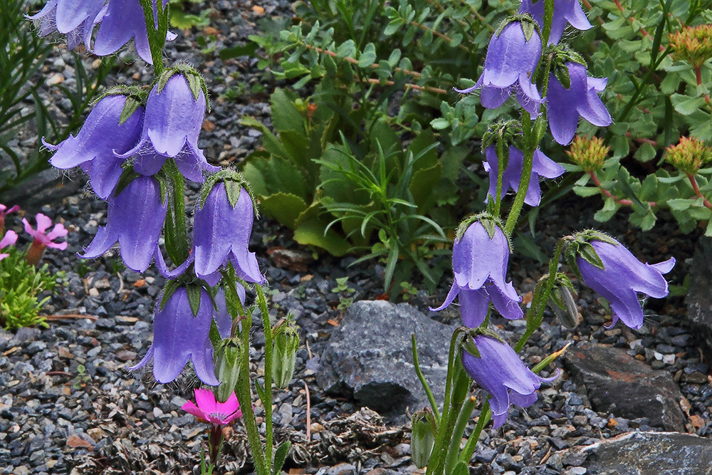 Campanula barbata