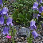 Campanula barbata