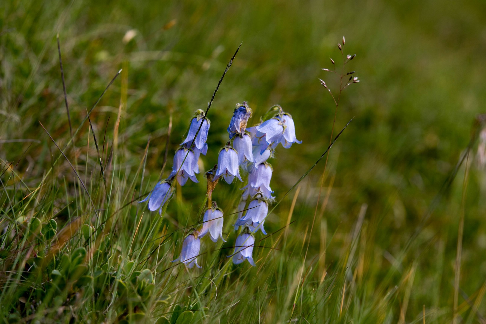 Campanula barbata