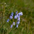 Campanula barbata