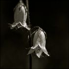 Campanula barbata