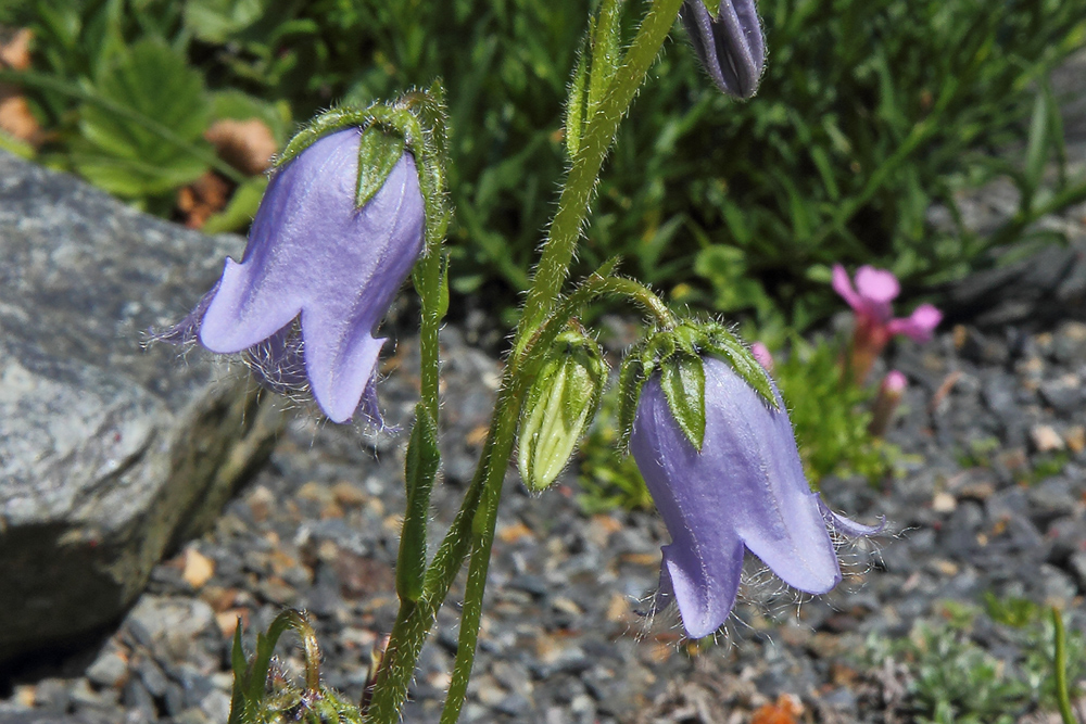 Campanula barbata-bärtige Glockenblume