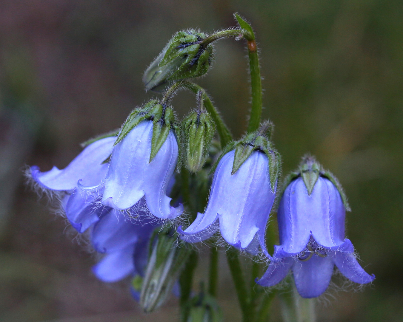 Campanula barbata