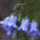 Campanula barbata