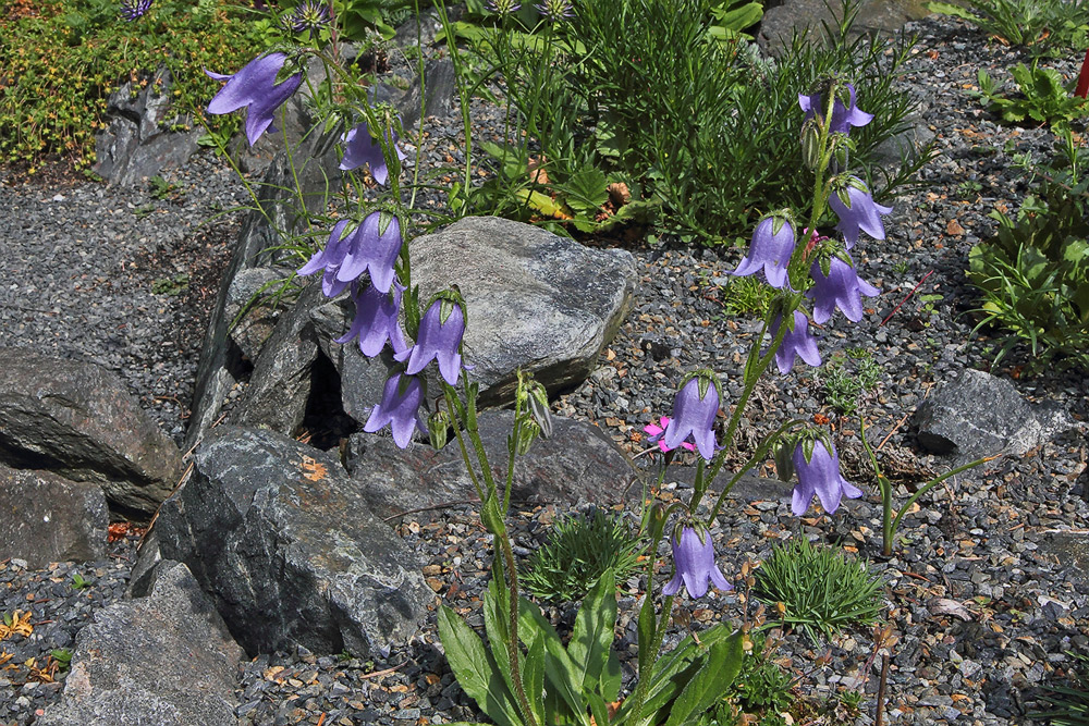 Campanula barbata