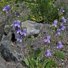 Campanula barbata