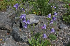 Campanula barbata