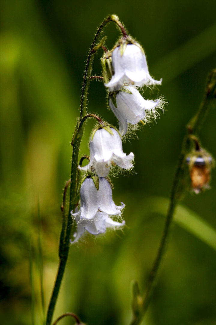 campanula barbata