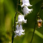 campanula barbata