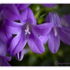 Campanula.... - bell-flower - Glockenblume....