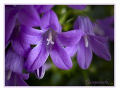 Campanula.... - bell-flower - Glockenblume....