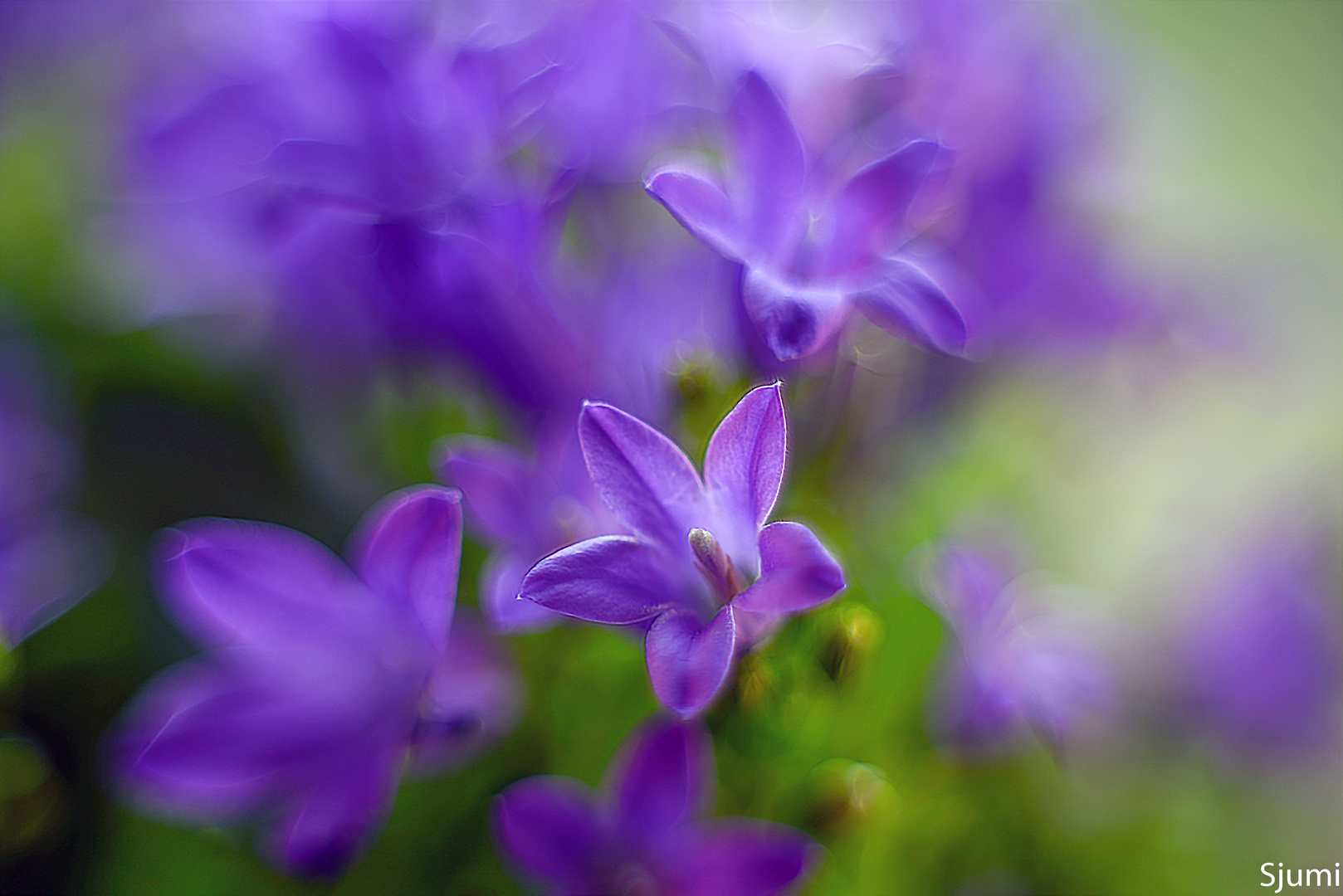 Campanula Blütenzauber