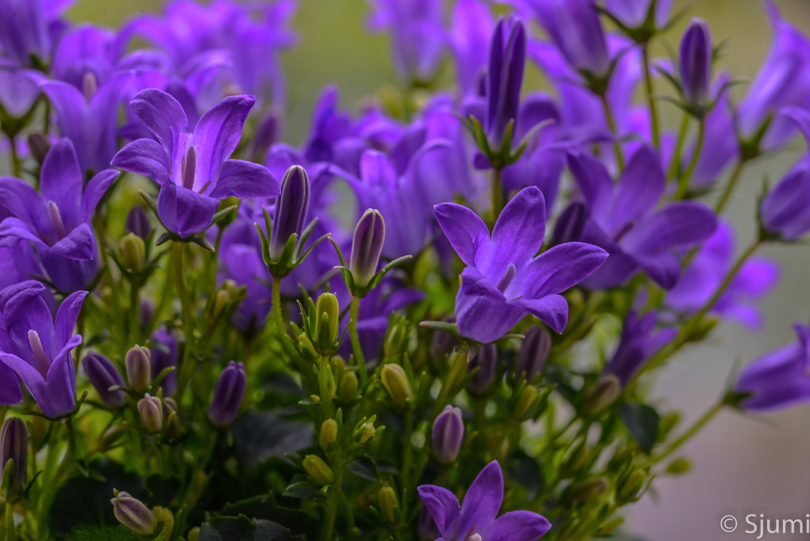 Campanula Blütenzauber