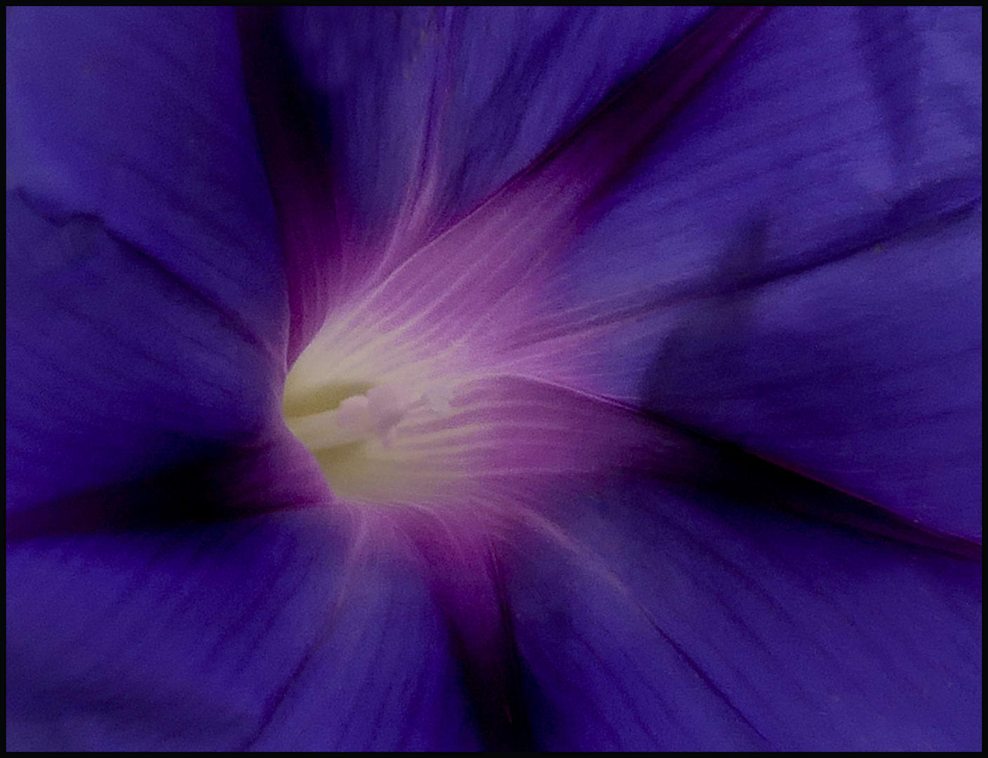 Campanula 