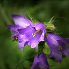 Campanula ..