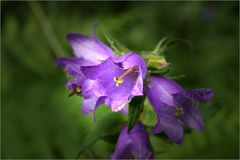 Campanula ..