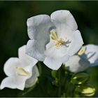 Campanula carpatica (Karpaten Glockenblume)