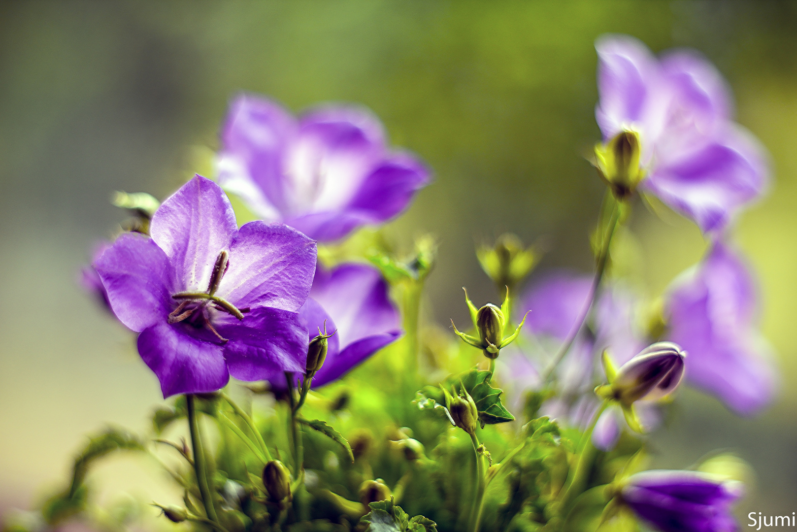 Campanula carpatica malerisch