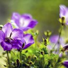 Campanula carpatica malerisch