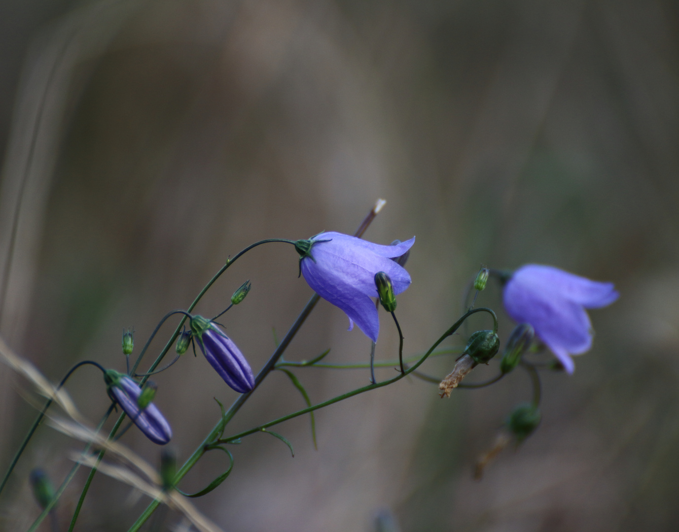 Campanula Cespitosa