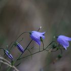 Campanula Cespitosa